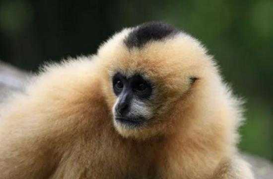 我国两种长臂猿野外灭绝!白掌长臂猿与北白颊长臂猿