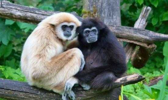 我国两种长臂猿野外灭绝!白掌长臂猿与北白颊长臂猿