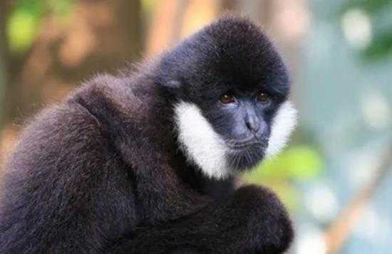 我国两种长臂猿野外灭绝!白掌长臂猿与北白颊长臂猿