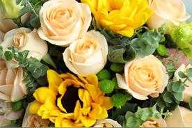 黄玫瑰代表什么意思(黄玫瑰的花语含义)